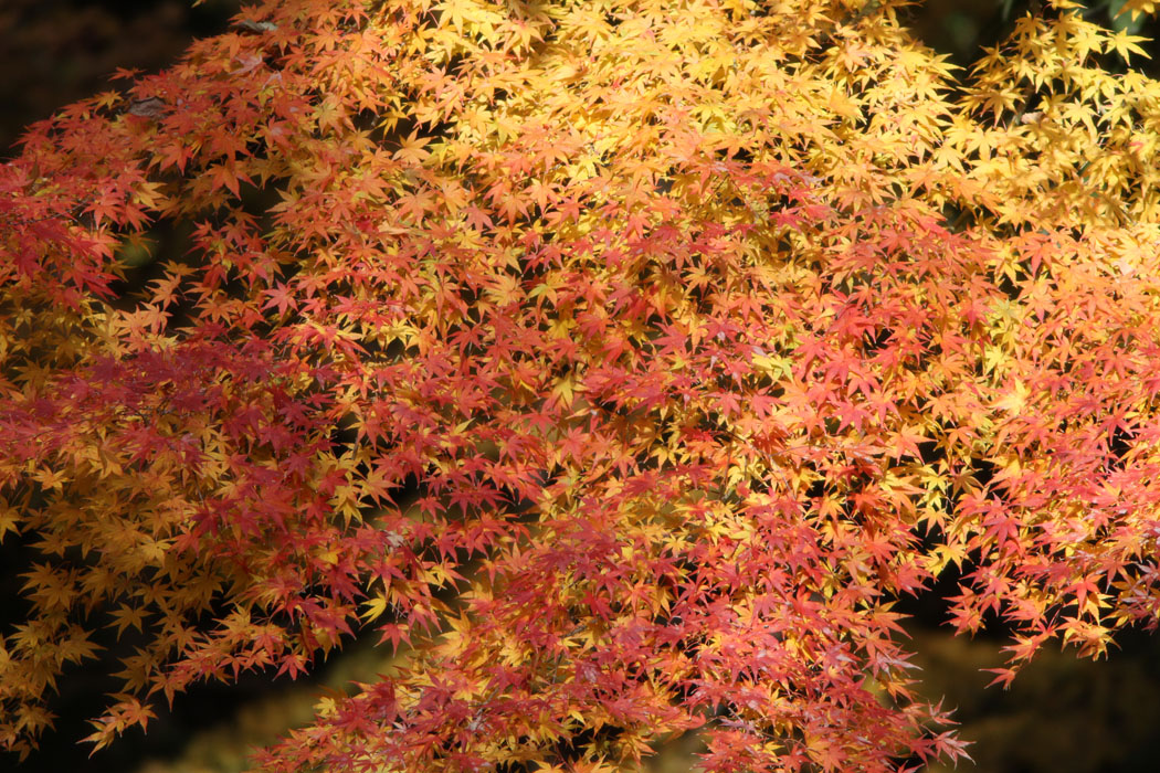 12月の相模原市道保川公園です　毎年、紅葉を楽しませてくれます　鳥も紅葉に映えていました